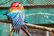 A Red-and-blue Macaw Parrot On A Branch At The Zoo Has Closed Its Wing.profile