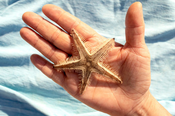 Beautiful natural beige sea star on female hand. Real starfish. Top view 