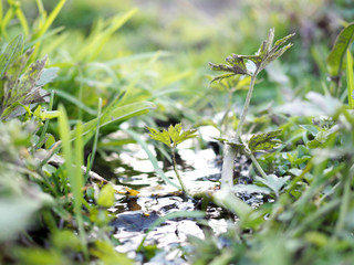 green grass and water close up