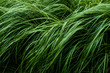 © Mint Images - Close up of lush green grass blades