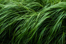 Close Up Of Lush Green Grass Blades