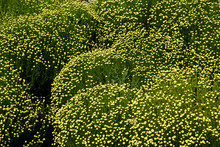 High Angle View Of Field Of Flowers With Tiny Yellow Blossoms