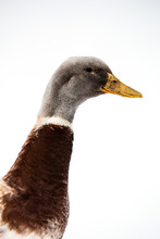 Close Up Of View Of Duck
