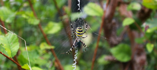 Photo of a wasp spider (Argiope bruennichi) on his cobweb 2