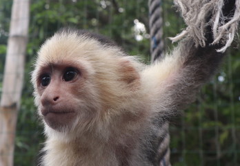 Capuchin monkey