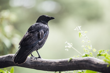 A crow is watching its surrounding