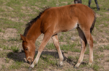 Wall Mural - Cute Wild Horse Foal in Spring in the Utah Desert