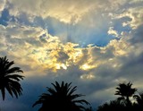 Fototapeta  - palm trees and sky