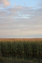 Wall Mural - cornfield