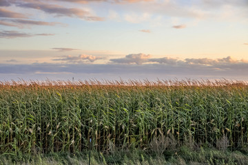 Wall Mural - Corn 