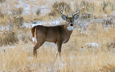 Wall Mural - Wyoming Buck