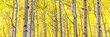 Aspen Trees in Golden Fall Splendor