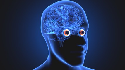 3d illustration human body eye anatomy human body organ