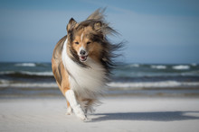 Dog On The Windy Beach