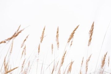 Naklejka na meble Savannah grass field in sun backlight,Twinkle with sunlight at noon.