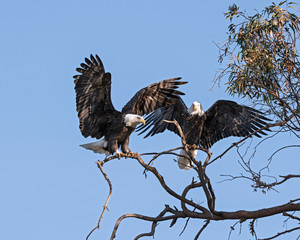 Wall Mural - Bird Bald Eagle at a southern California lake