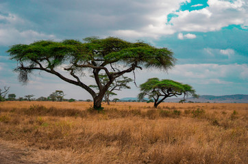 Wall Mural - golden meadows in the savanna fields, bright sky.trees in the middle of the field.with 1 tree in the