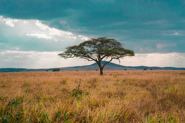 golden meadows in the savanna fields, bright sky.trees in the middle of the field.with 1 tree in the