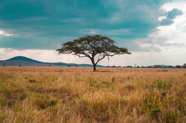 Wall Mural - golden meadows in the savanna fields, bright sky.trees in the middle of the field.with 1 tree in the