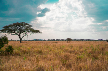 Wall Mural - golden meadows in the savanna fields, bright sky.trees in the middle of the field.with 1 tree in the
