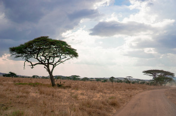 Wall Mural - golden meadows in the savanna fields, bright sky.trees in the middle of the field.with 1 tree in the