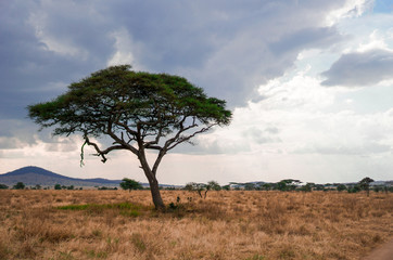Wall Mural - golden meadows in the savanna fields, bright sky.trees in the middle of the field.with 1 tree in the