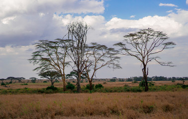 Wall Mural - golden meadows in the savanna fields, bright sky.trees in the middle of the field.with 1 tree in the