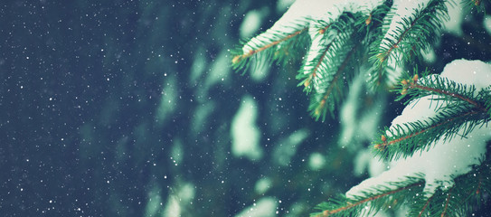 Winter Holiday Evergreen Christmas Tree Pine Branches Covered With Snow and Falling Snowflakes, Horizontal