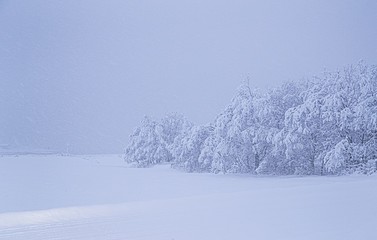 Poster - Breathtaking view of snow covered trees on a field covered with snow