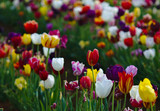 Fototapeta Tulipany - Colorful tulip flowers with natural background blurred