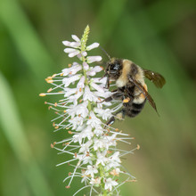 Bombus Affinis, Rusty Patched Bumble Bee