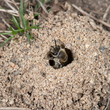 Colletes Inaequalis, Unequal Cellophane Bee Nest