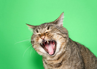 Portrait of a chubby gray and brown tabby cat with mouth wide open, eyes closed. Appears to be laughing, crying or Yelling. Green background with copy space