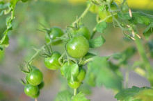 A Bunch Of Immature Cherry Tomatoes