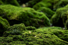 Beautiful Bright Green Moss Grown Up Cover The Rough Stones And On The Floor In The Forest. Show With Macro View. Rocks Full Of The Moss Texture In Nature For Wallpaper. Soft Focus.