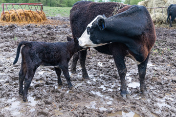 mom and baby cow calf on farm black and white