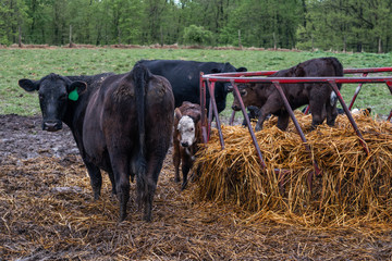 cows and calves on farm in pasture with hay