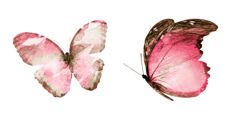 Two watercolor butterflies , isolated on white background