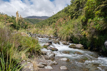 Fast Flowing Mountain Stream Rapids In The National Park