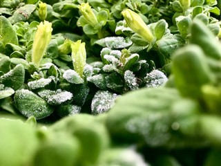 Wall Mural - fresh mint in the garden