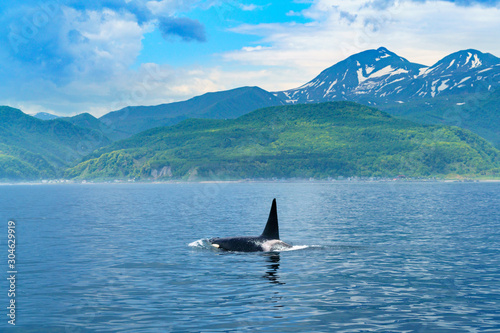 北海道 知床 羅臼の海を泳ぐシャチ Stock Photo Adobe Stock 北海道 知床 羅臼の海を泳ぐシャチ Stock Photo Adobe Stock