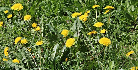 Blooming bright yellow Taraxacum flowers in a meadow on a spring, sunny day