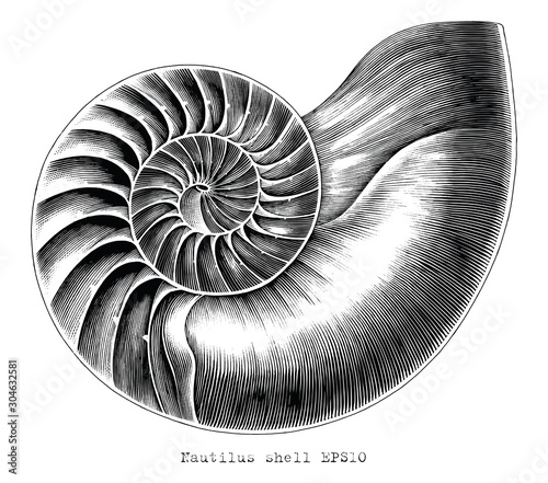 Cuadros en Lienzo Antique engraving illustration of Nautilus shell hand draw black and white clip