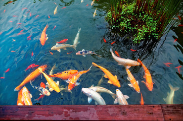 Wall Mural - Colorful Japanese Koi Carp fish in a lovely pond of a garden in Kyoto Japan ~ A brilliant image of vibrant Chinese Fancy Carp fish swimming merrily in a pond carp jumping over dragon gate
