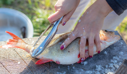 Sticker - Cleaning fish from scales with hands