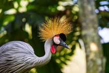 Grey Crowned Crane In Bali Island Indonesia
