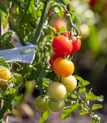 Ripe cherry tomatoes on a plant in the garden