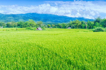 Landscape view of huts in the green rice field on the mountain with blue cloud sky