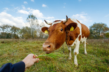 cow in a field close-up chewing grass from a man’s hand