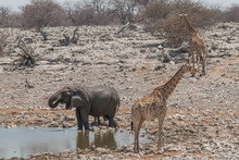 Elephants And Giraffes At The Waterhole In The Etosha National Park, Namibia, Africa